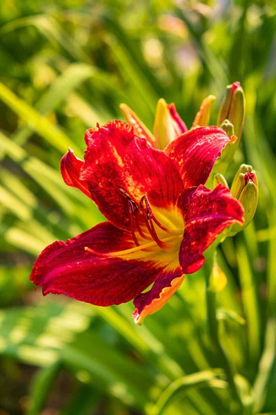 Blühende Taglilie Mit Der Sommersonne — Stockfoto