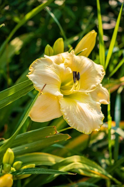 Blühende Taglilie Mit Der Sommersonne — Stockfoto