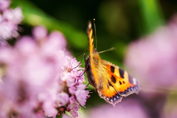 Butterfly Blooming Flower — Stock Photo, Image