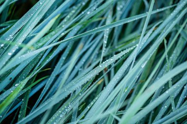 Yağmur damlalarında yeşil yapraklar. 
