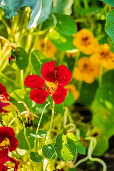 Nasturtium Organic Garden — Stock Photo, Image