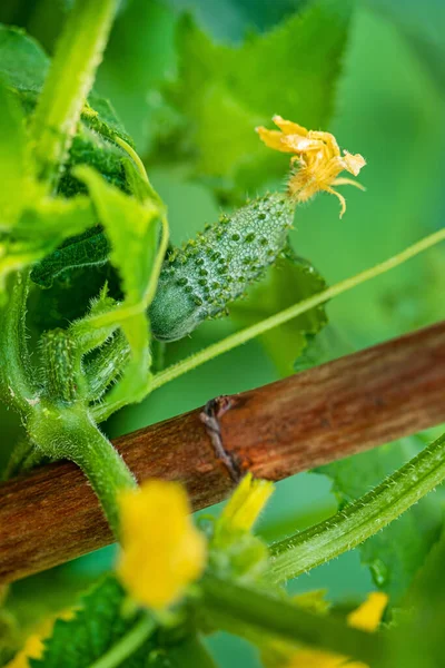 Bahçedeki Organik Salatalık — Stok fotoğraf