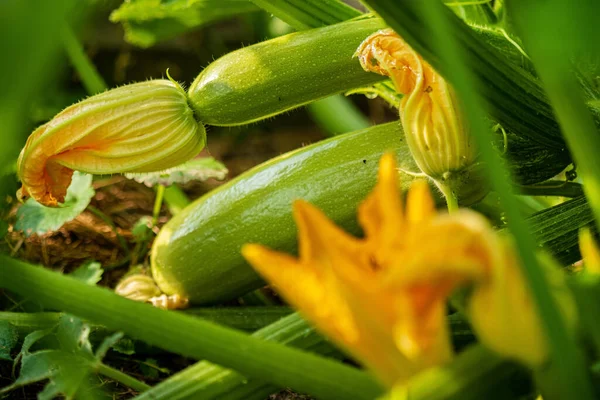 Closeup Young Spring Zucchini Flowers Buds Yellow Background — Stock Photo, Image