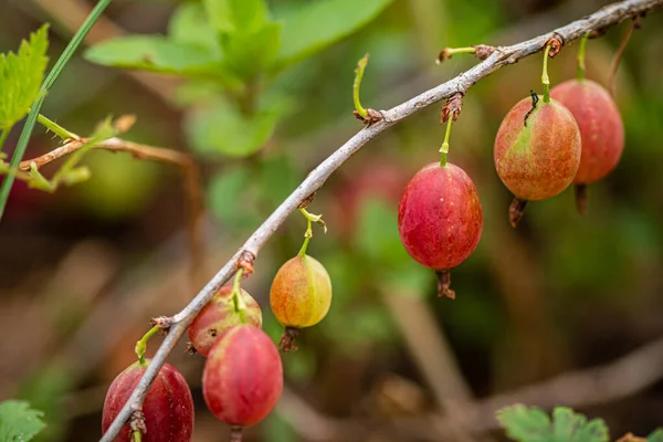 Gooseberries Growing Branch Close — Zdjęcie stockowe