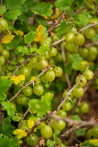 Gooseberries Growing Branch Close — Fotografia de Stock