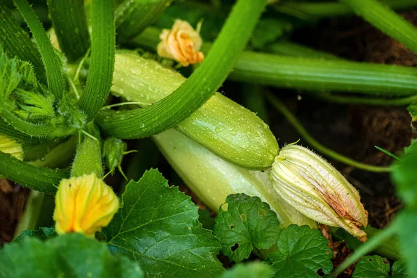 Closeup Young Spring Zucchini Flowers Buds Yellow Background — Stock Photo, Image