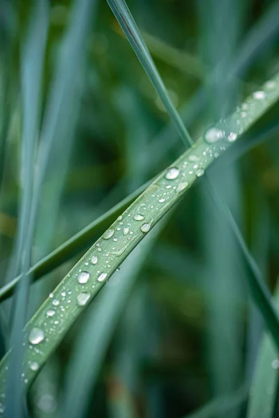 Green Foliage Rain Drops — Stock fotografie