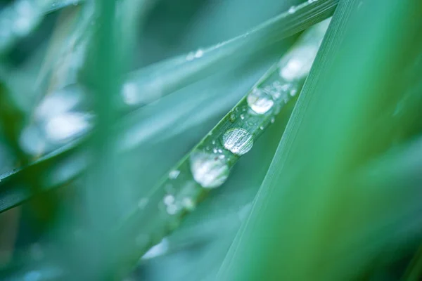 Green Foliage Rain Drops — Fotografia de Stock
