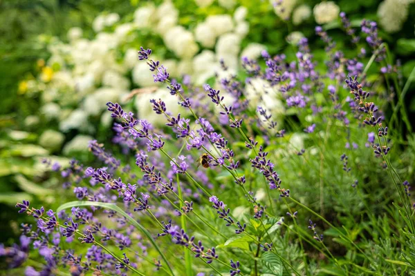 Lavender Organic Garden — Stock fotografie