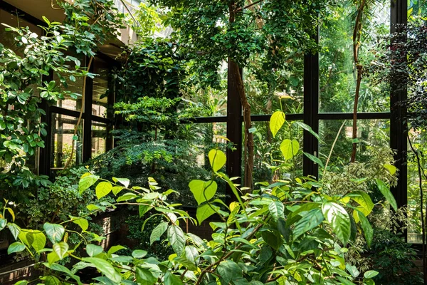 異なる自然植物を持つ植物園 — ストック写真