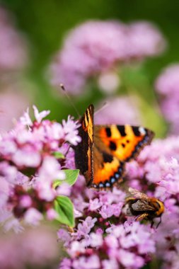 Organik bahçede kelebek