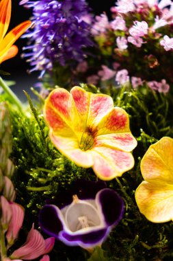 Siyah arka planda yaz çiçekleri