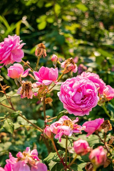 园中的粉红色玫瑰 — 图库照片