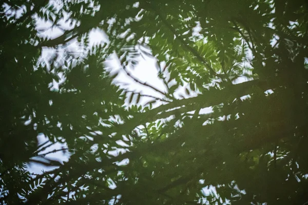 Reflection Tree Puddle — kuvapankkivalokuva