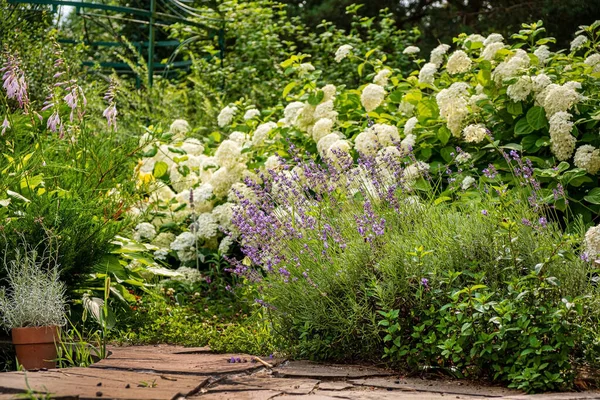 Garden Lavender Hydrangea — Stock Photo, Image