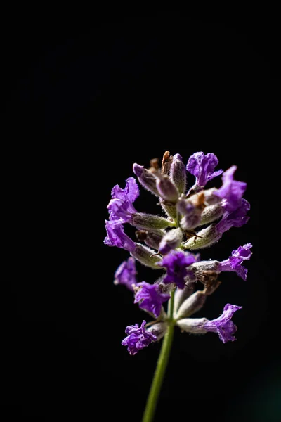 Blume Auf Schwarzem Hintergrund — Stockfoto