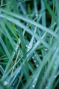 Yağmur damlalarında yeşil yapraklar. 