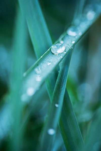 Green Foliage Rain Drops — Stockfoto