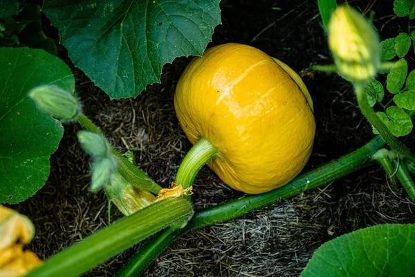 Organic Pumpkin Garden — Stock Photo, Image