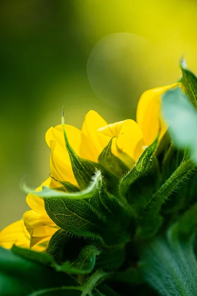 Sunflower Organic Garden — Stock Photo, Image