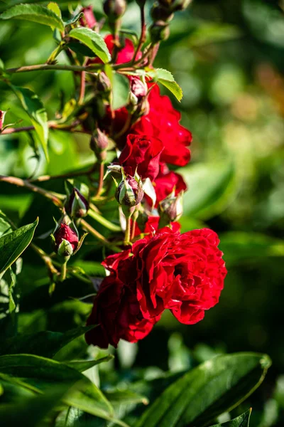 小花园里的玫瑰 — 图库照片