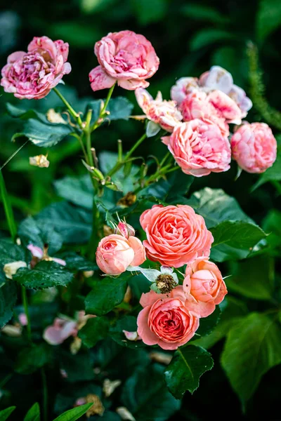 Roses Dans Petit Jardin — Photo