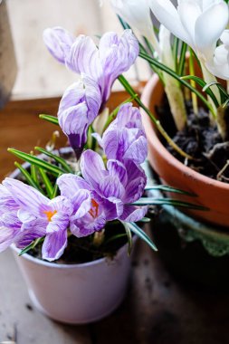 çömlekte bahar timsahları