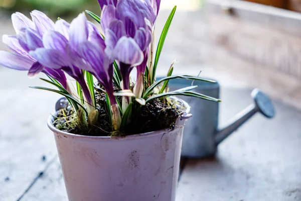 Frühlingskrokusse Topf — Stockfoto