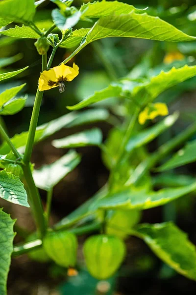 Nahaufnahme Von Physalis Früchten Die Auf Ästen Gewächshaus Wachsen — Stockfoto