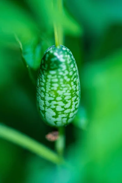 Ratonera Color Melón Scabra Mexicano —  Fotos de Stock