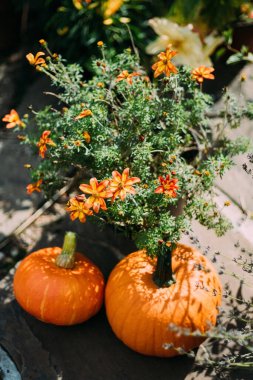Bahçede taze balkabakları ve portakal çiçekleri