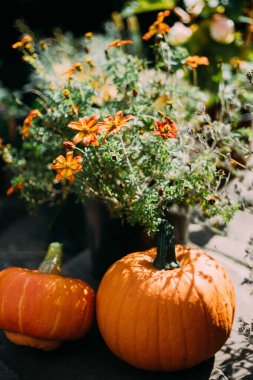 Çiçek saksısının yanında portakal kabakları