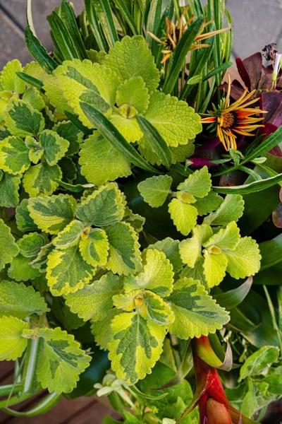 Bloemen Pot Buiten — Stockfoto