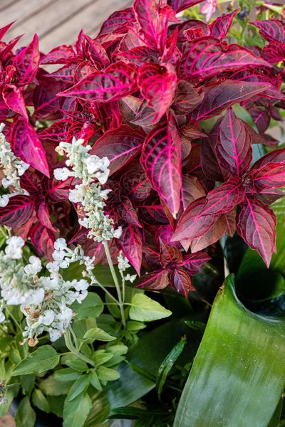 Flores Olla Aire Libre — Foto de Stock