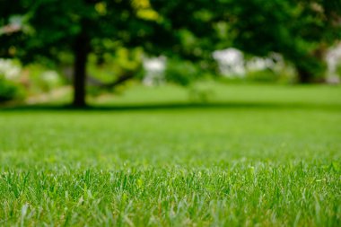 Bahçedeki yaz çimenliği