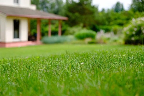 Summer Lawn Garden — Stock Photo, Image