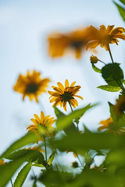 Jesienne Kwiaty Oveer Błękitne Niebo — Zdjęcie stockowe