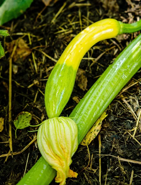 Courgettes Bio Dans Jardin — Photo