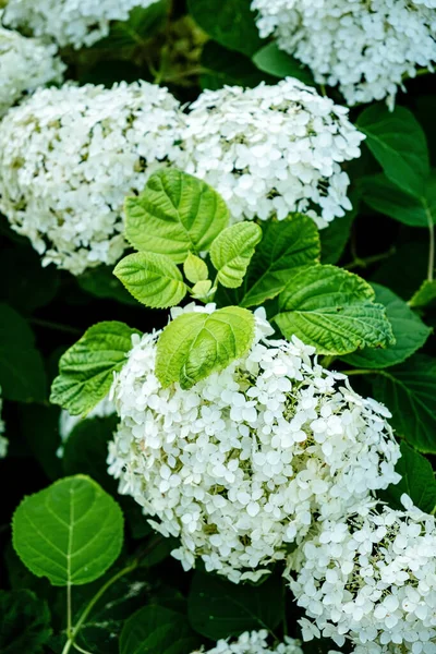 Аннабель Квітка Гортензії Повному Розквіті — стокове фото