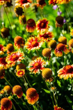 Bahçede sonbahar çiçekleri