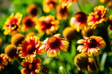 Bahçede sonbahar çiçekleri