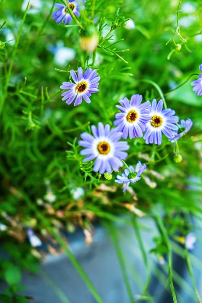 Голубые Цветы Саду — стоковое фото