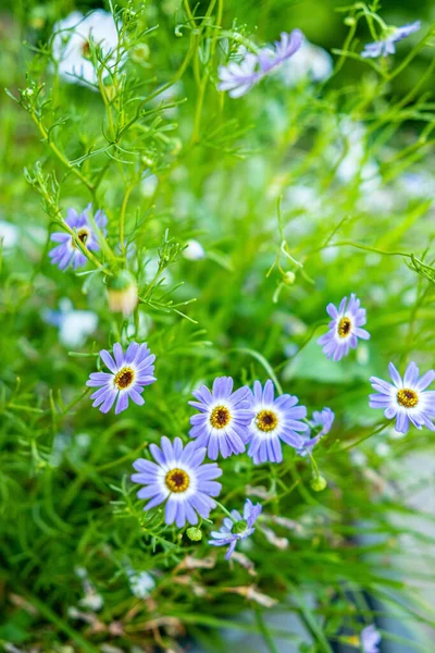 Modré Květy Zahradě — Stock fotografie