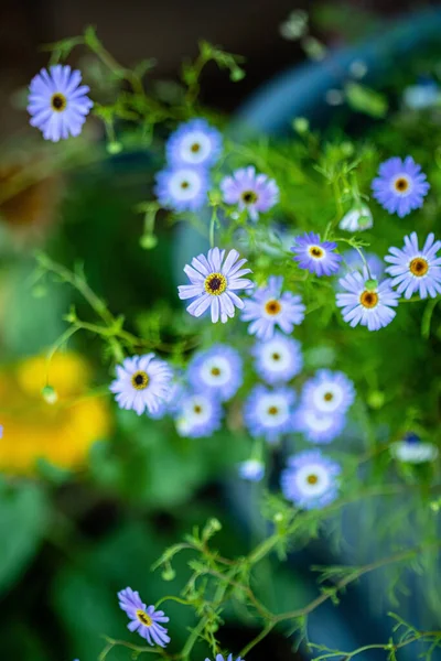 Blaue Blumen Garten — Stockfoto