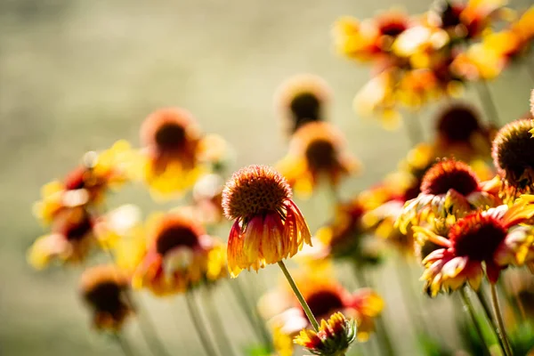 Autumn Flowers Garden — Stock Photo, Image