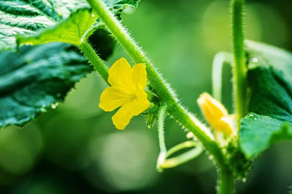 Organická Okurka Zahradě — Stock fotografie