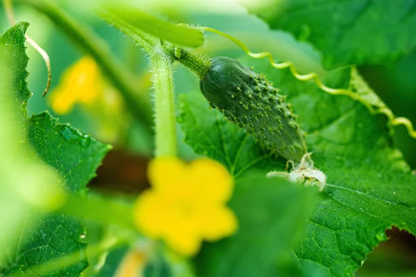 Concombre Biologique Dans Jardin — Photo