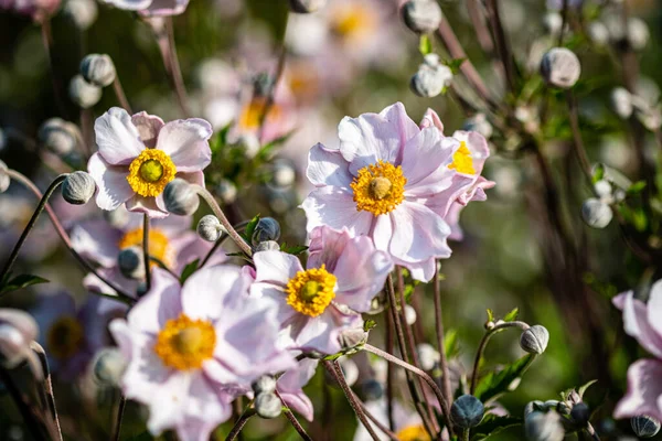 Colorful Summer Anemona Flower Garden — Stock Photo, Image