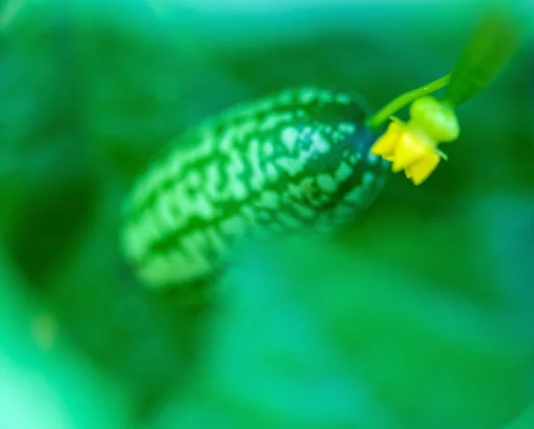 Ratonera Color Melón Scabra Mexicano — Foto de Stock