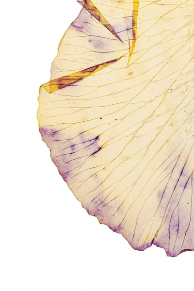 Beyaz Arka Planda Iris Yaprağı — Stok fotoğraf